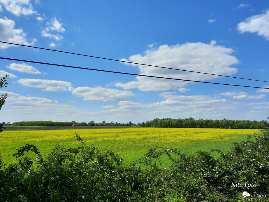 Repcemező Dévaványa határában 2