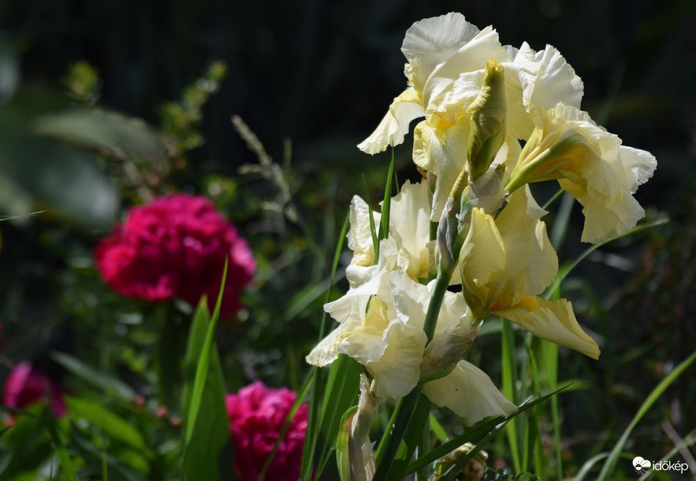 Sárga Liliom & Pünkösdi Rózsa