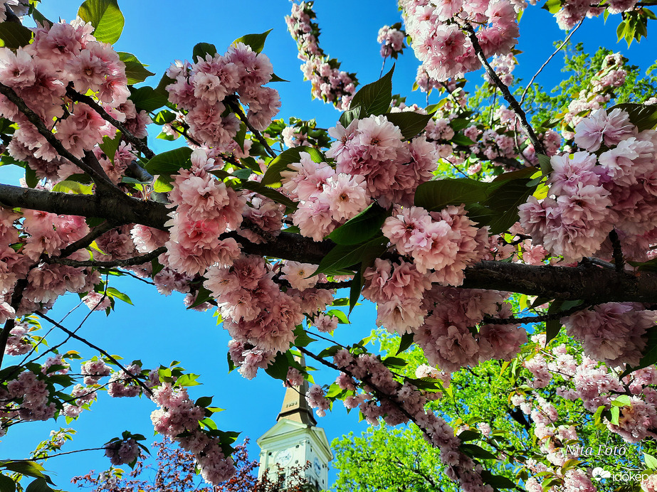 Japán Díszcseresznye Dévaványán, a parkban 3