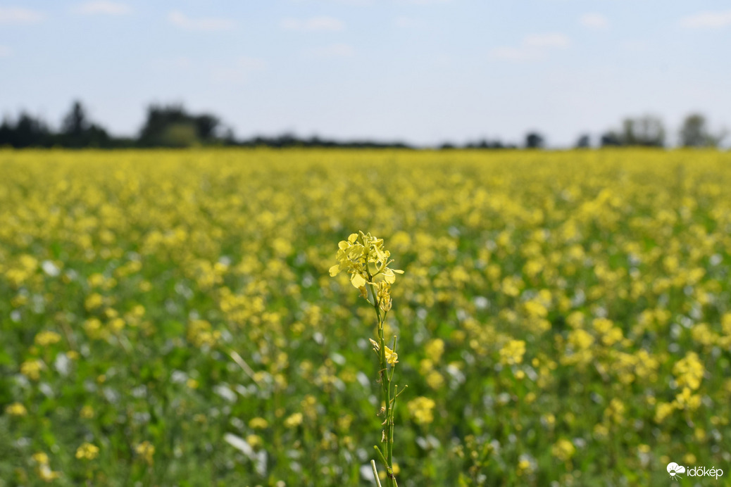 Repcemező Dévaványán 4