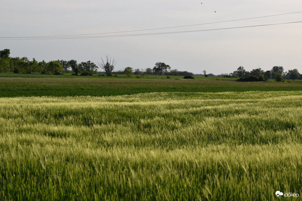 Kalász mező 1