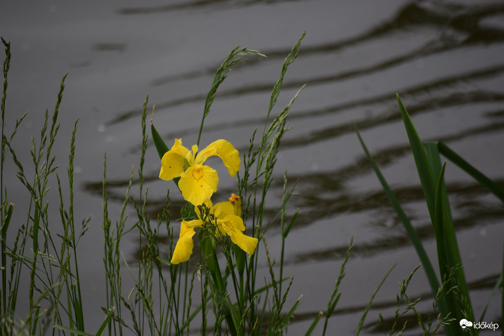 Sárga Nőszirom 3
