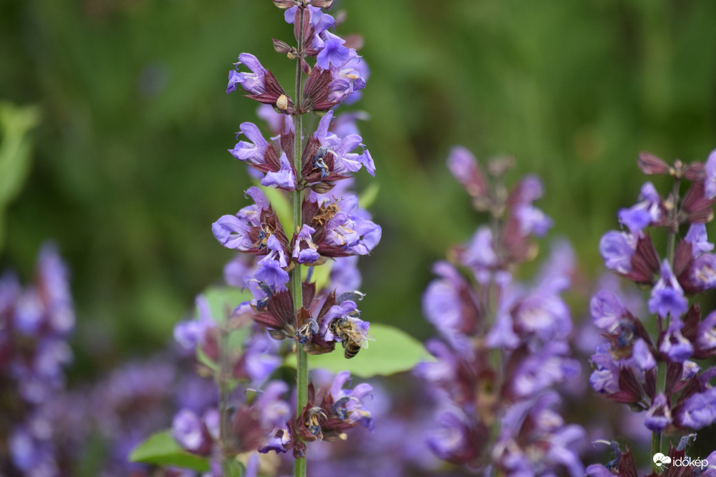 Közönséges Levendula 3
