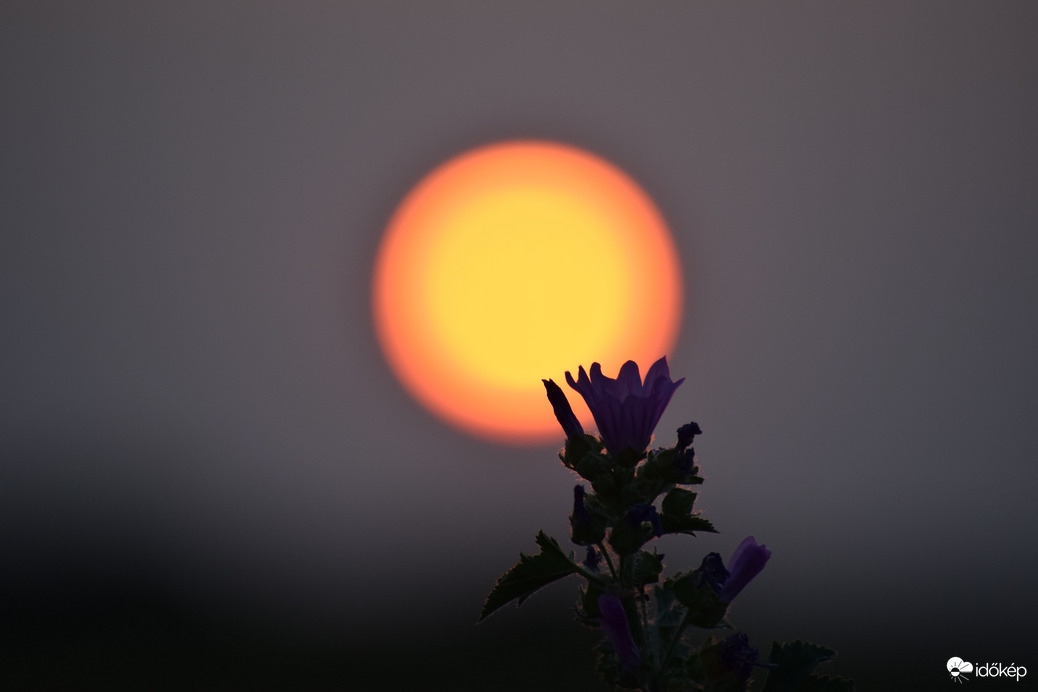 Lemenő nap & virágok 4