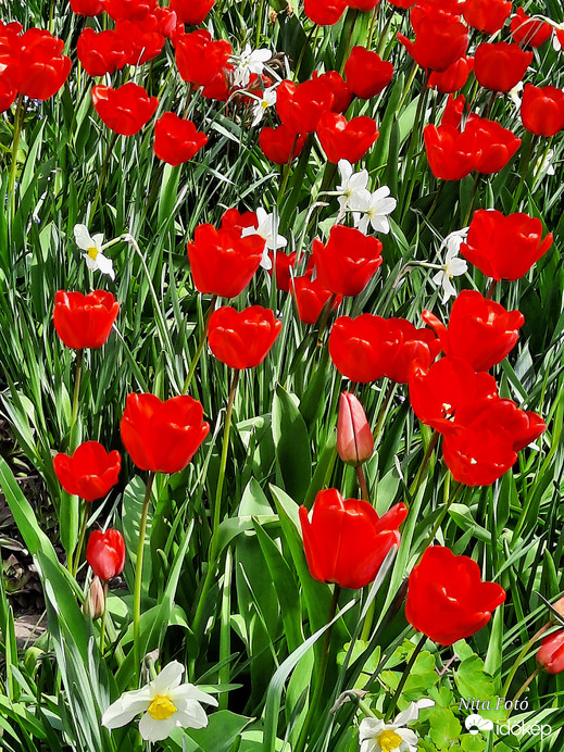 Tulipán özön 2
