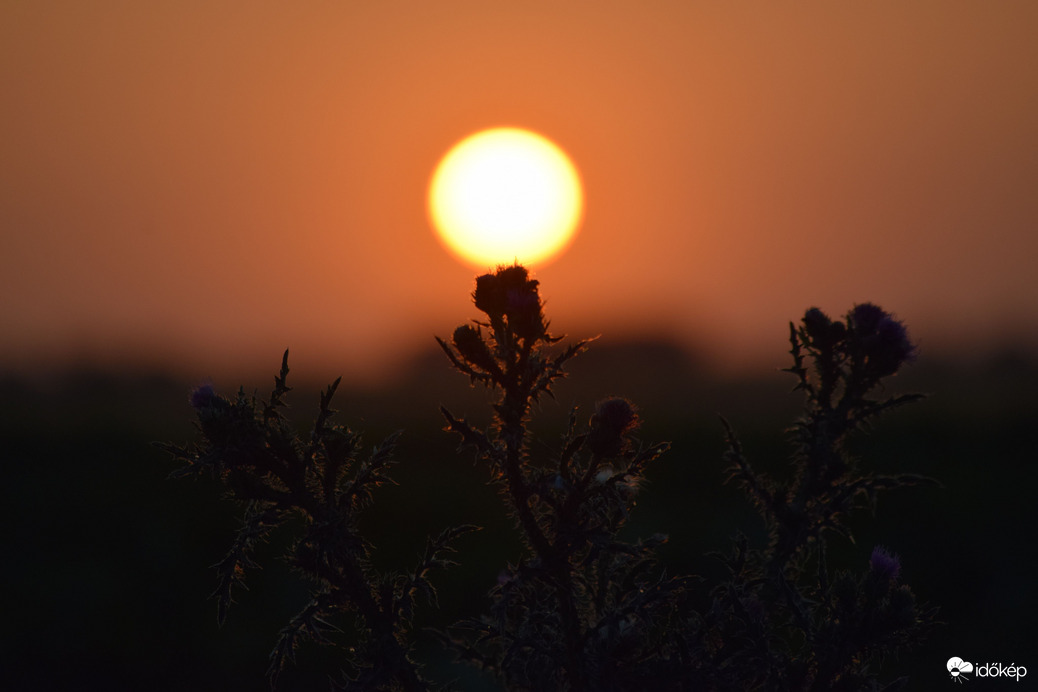 Lemenő nap & virágok 5