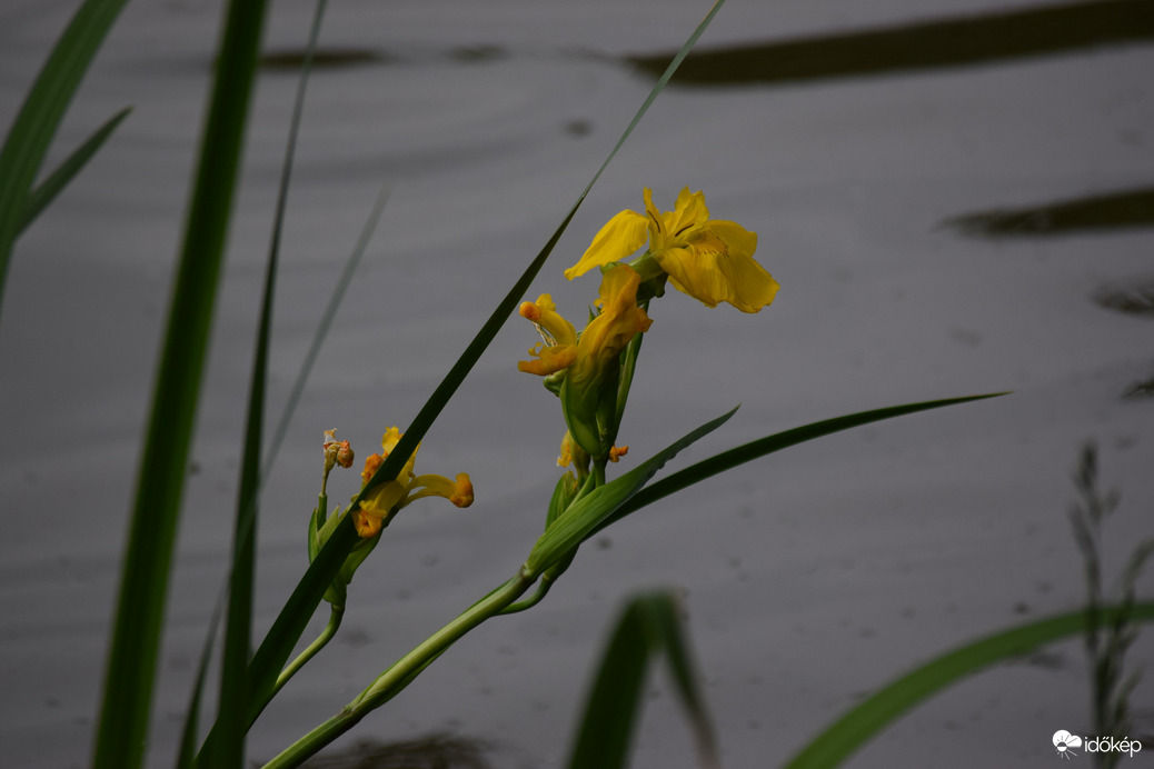 Sárga Nőszirom 1