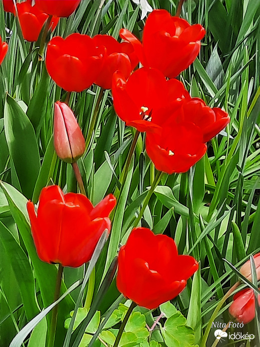 Tulipán özön 5
