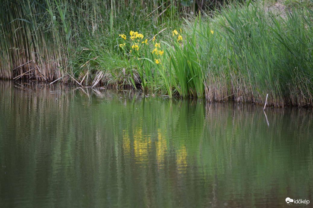Sárga Nőszirom tükörképe