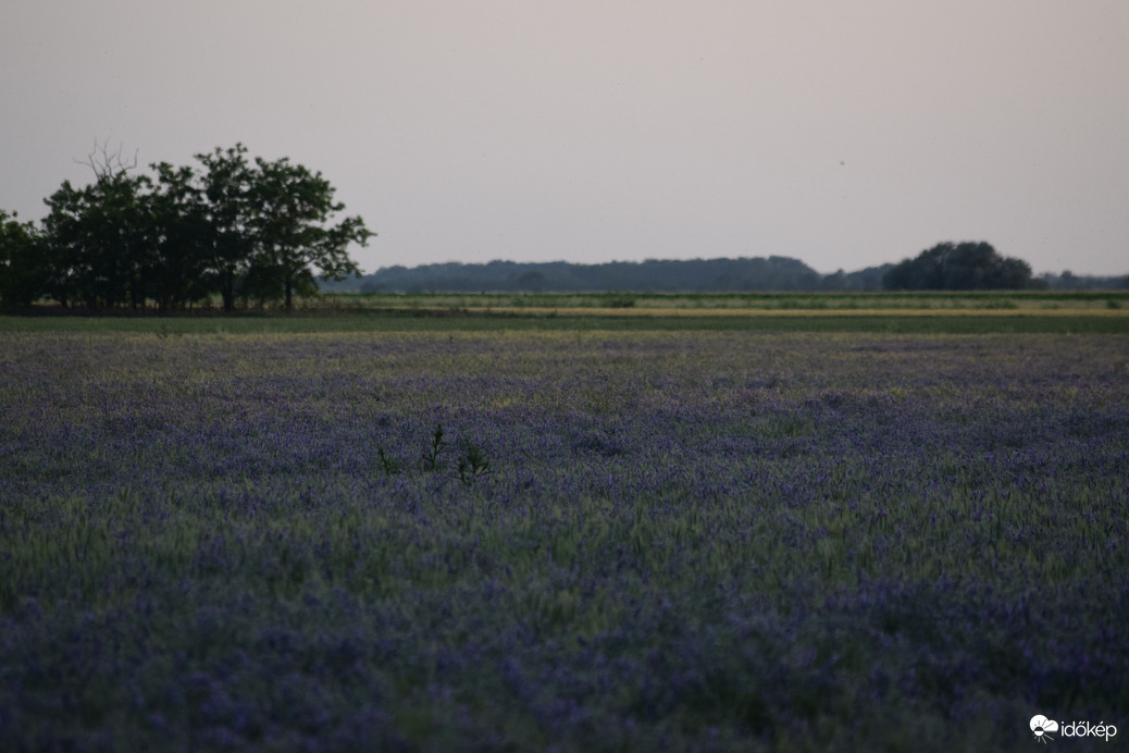 Ma esti ,,lila" virágmező Dévaványán 1