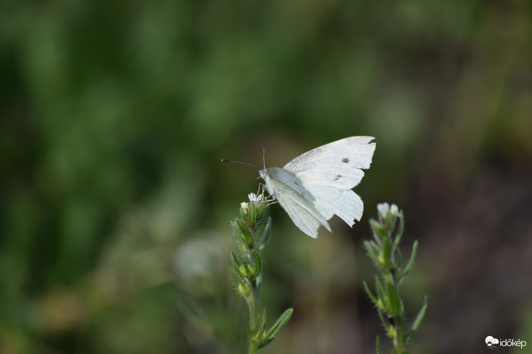 Pillangó a mezőn 2