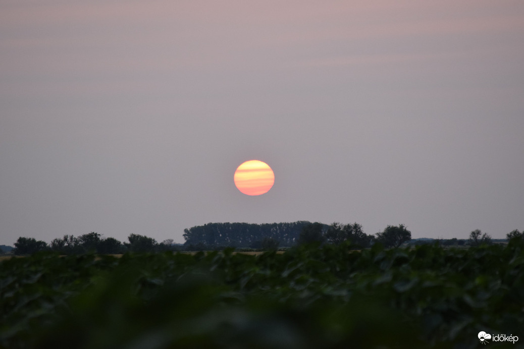 Vörös-csíkos lemenő Dévaványán 1