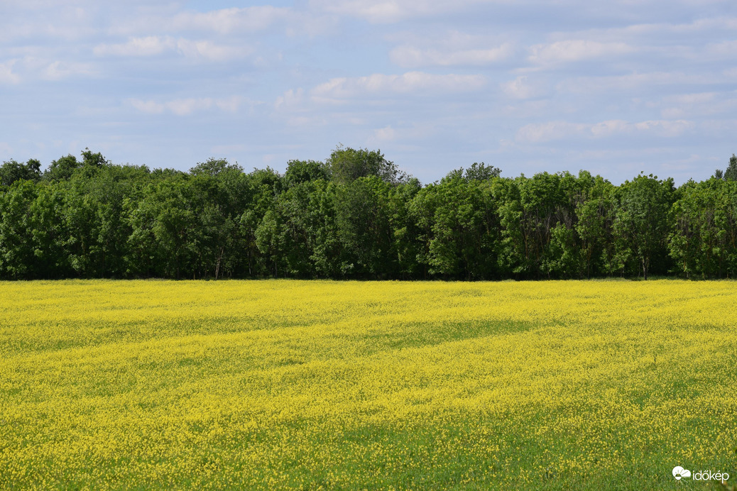 Repcemező Dévaványán 5