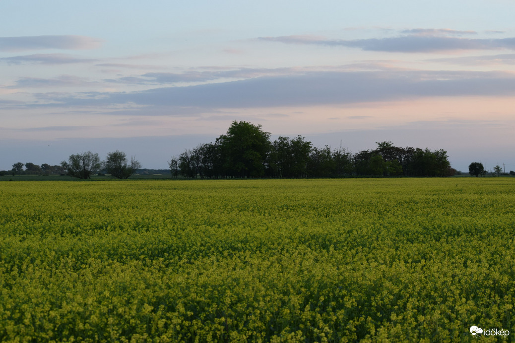 Repcemező Dévaványán 8