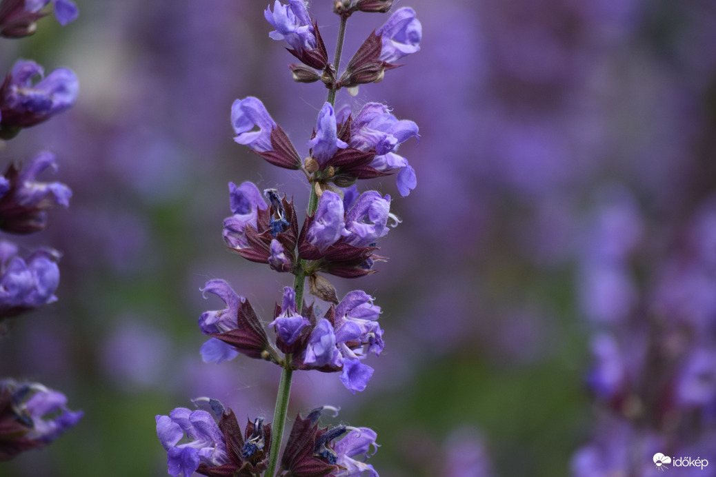 Közönséges Levendula 2