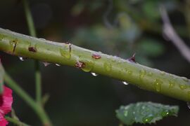 Eső utáni gyönyörű pillanatok 6