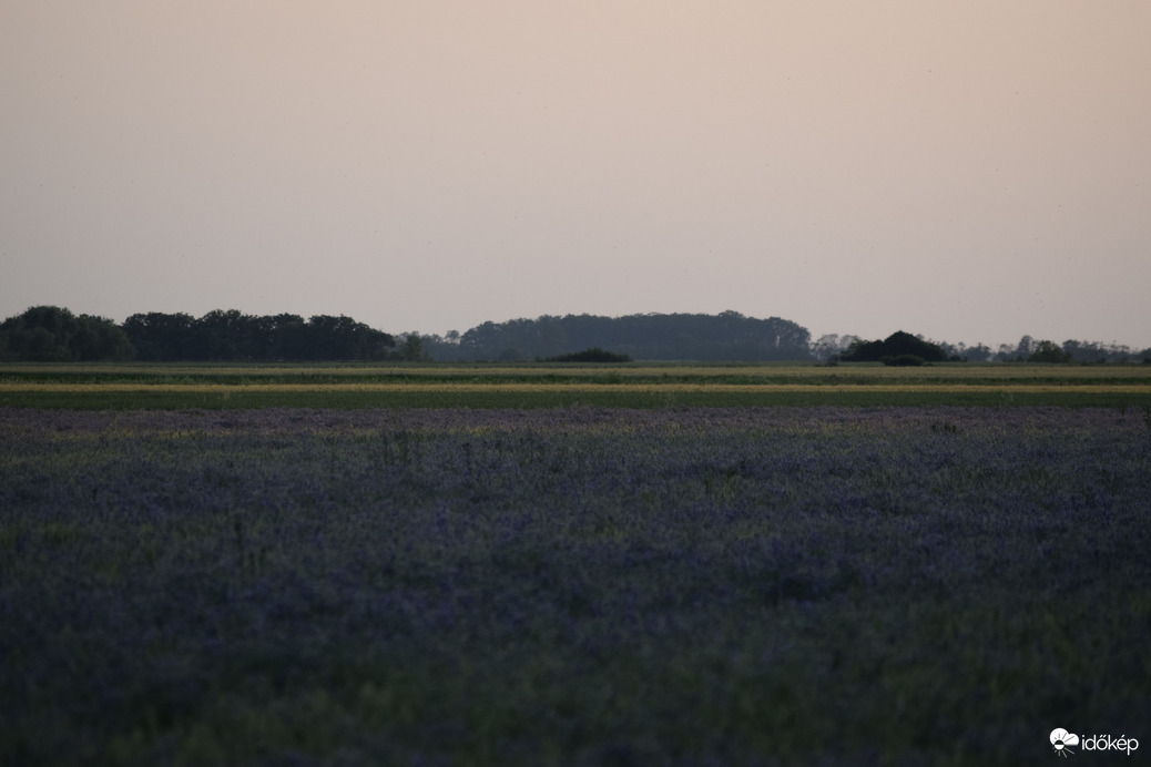 Ma esti ,,lila" virágmező Dévaványán 2