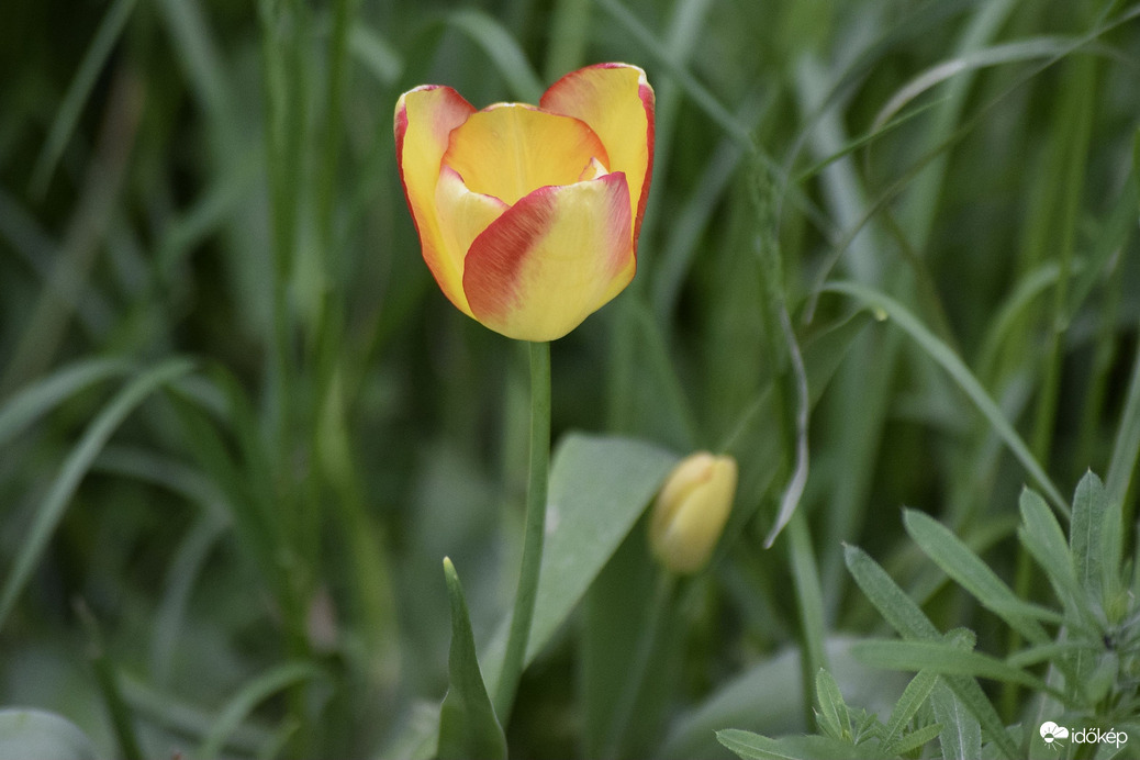 Tulipán a kertben 3