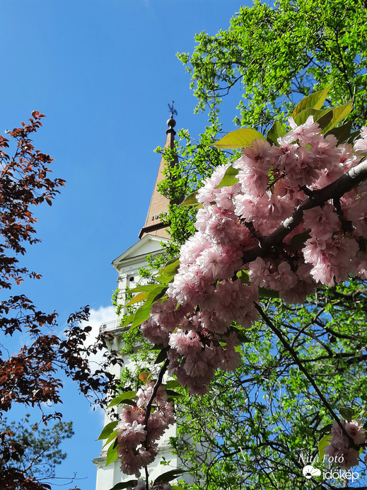 Japán Díszcseresznye Dévaványán, a parkban 2