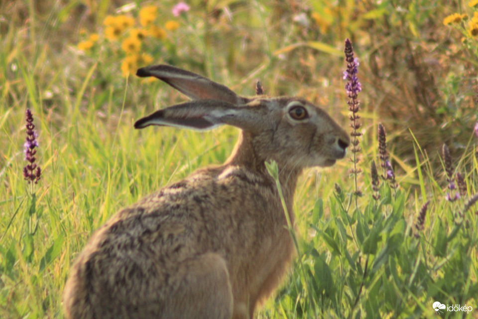 Hódmezővásárhely