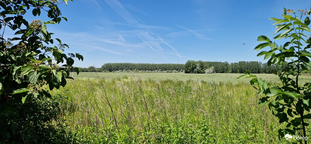Pápa