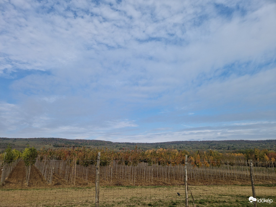 Vindornyalak