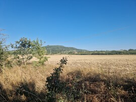 Sáska