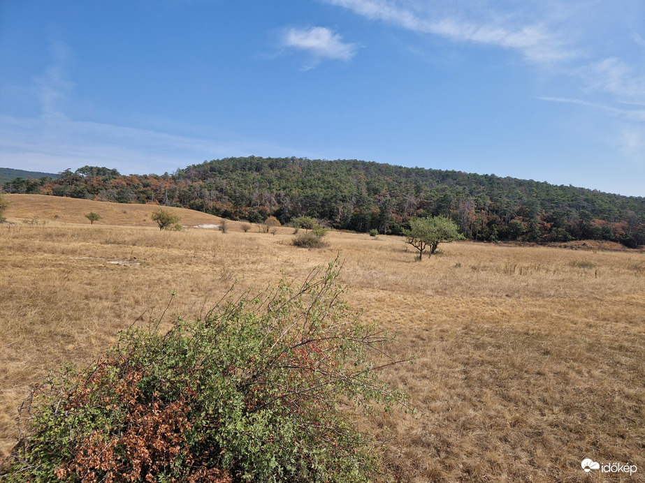Sáska