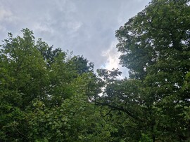 Farkasgyepű