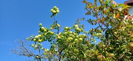 Felsőzsolca