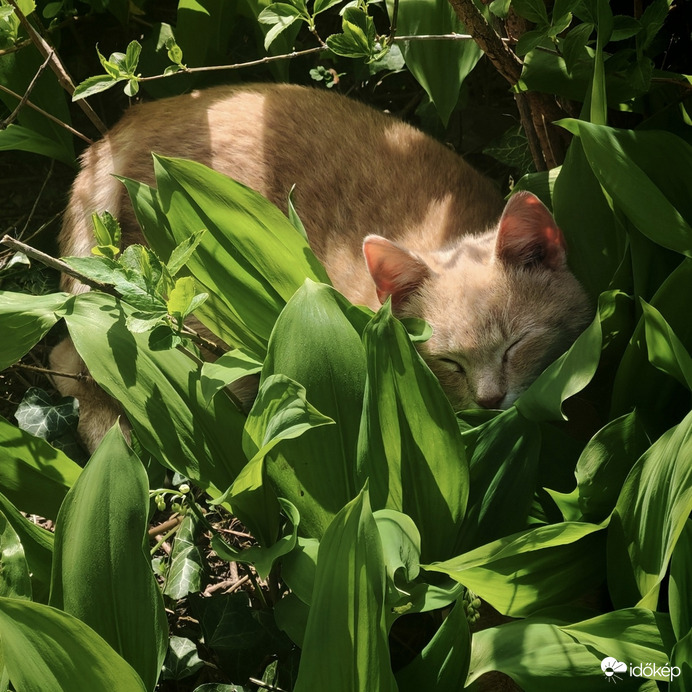 Gyöngyviràgom,gyöngyviràgom...