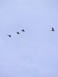 Repülèsi technikàk.