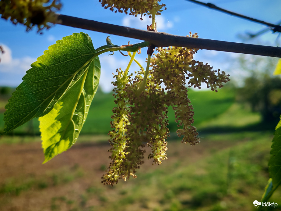  Szederfa
