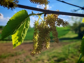  Szederfa