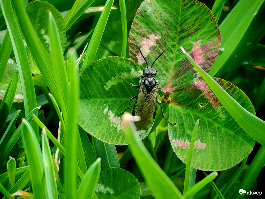 Hopp,èn is itt vagyok màr.