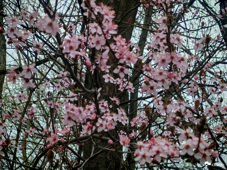 Rózsaszinbe öltözve.