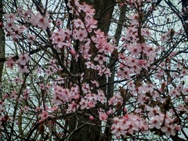 Rózsaszinbe öltözve.