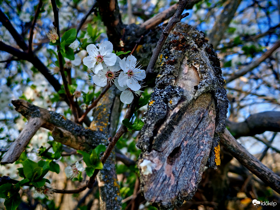 Elmúlàs,ès megújulàs
