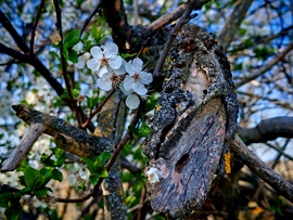 Elmúlàs,ès megújulàs