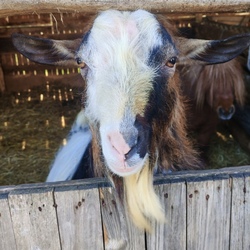 Hahó!Èn is itt vagyok.