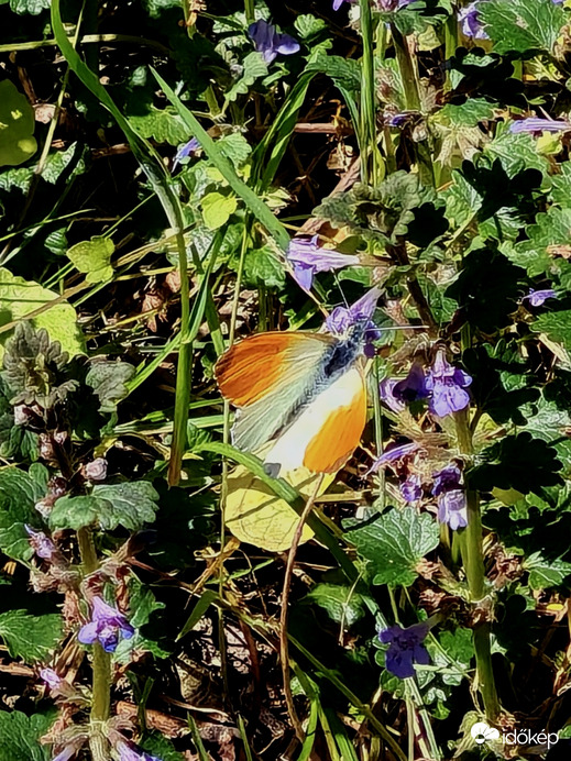 Hajnalpir lepke