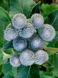 Bojtorjàn.