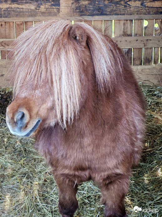 Nem làttàtok a fèsűmet?