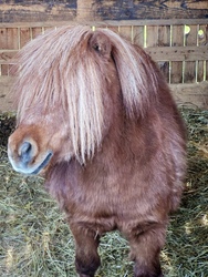 Nem làttàtok a fèsűmet?