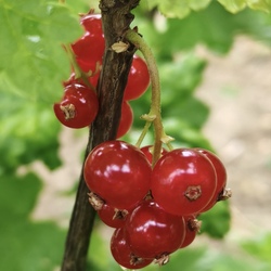 Pirosan mosolyogva
