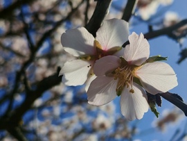 Dèlutàni  napsütèsben.