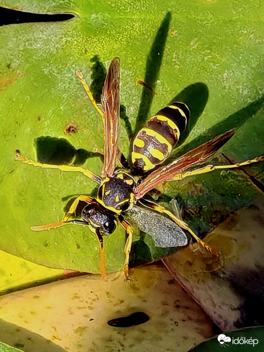 Szomjas vagyok
