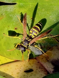 Szomjas vagyok