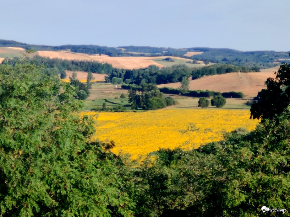 Napraforgós  panoràma