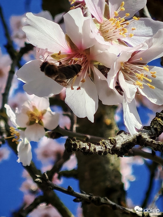 Viràgpor gyűjtès.